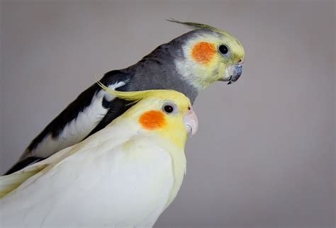 difference between male and female cockatiel|white cockatiel male or female.